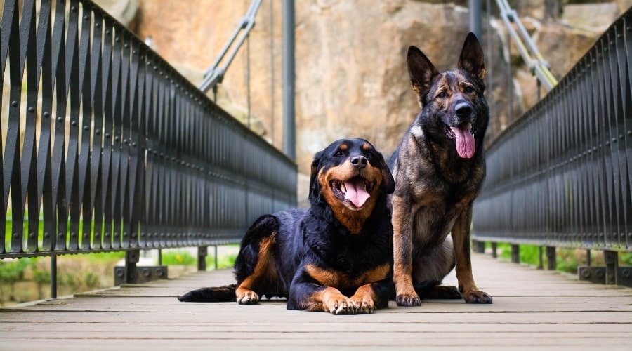 Dos perros felices sentados en un puente