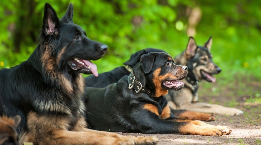 Perros en la escuela de obediencia