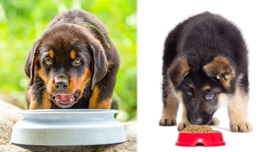 Cachorros comiendo de tazones para perros