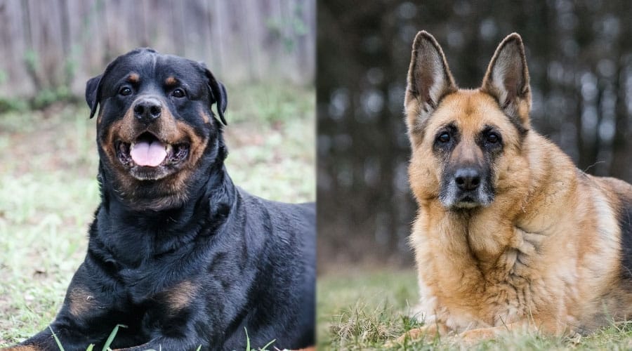 Perros maduros en posición de leones