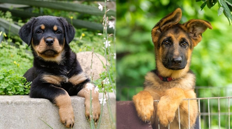 Lindos cachorros mirando por encima de un borde