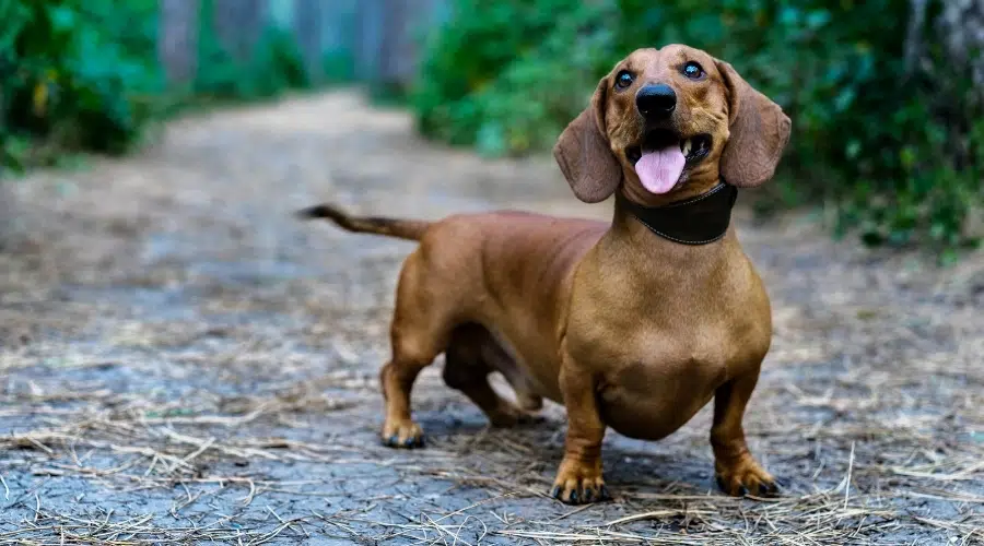 Perro feliz en cuclillas parado en una carretera