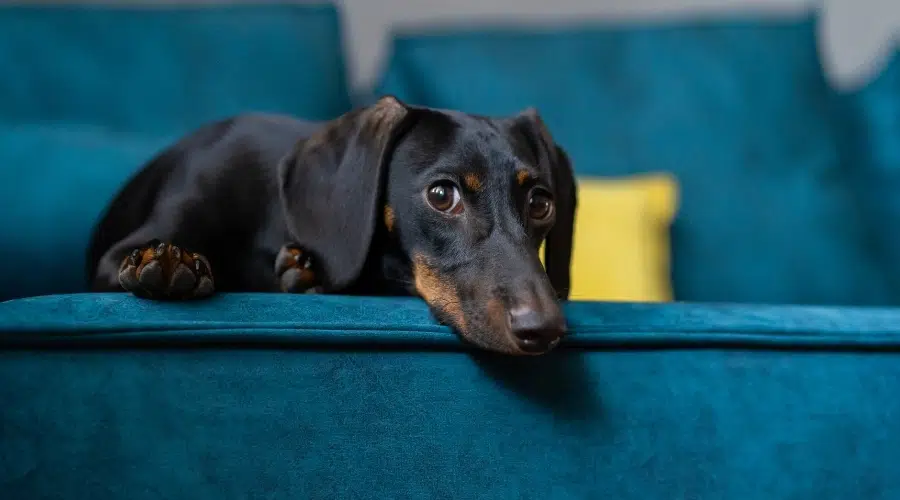 Cachorro pequeño tumbado en un sofá