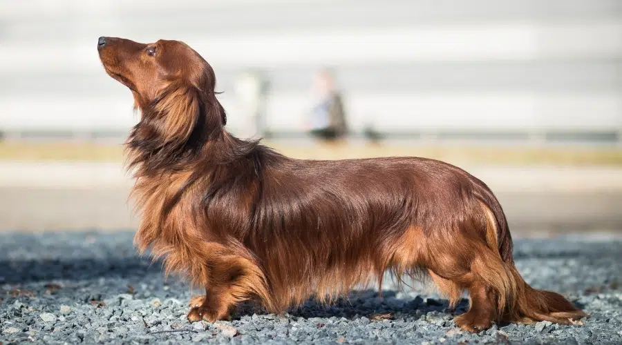 Perro de pelo largo en posición de exhibición