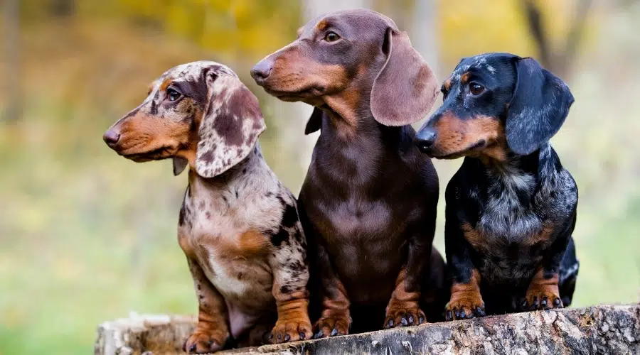 Tres perros bajos con diferentes colores de pelaje