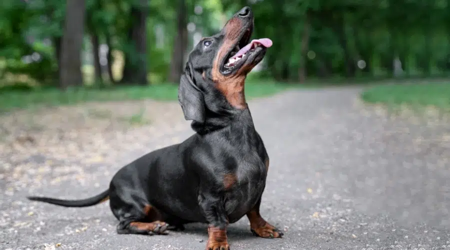 Perro pequeño feliz mirando hacia arriba