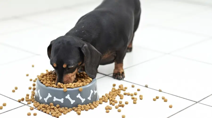 Perro pequeño, negro y óxido comiendo croquetas de un tazón para perros