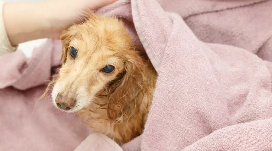 Cachorro dorado envuelto en toalla rosa