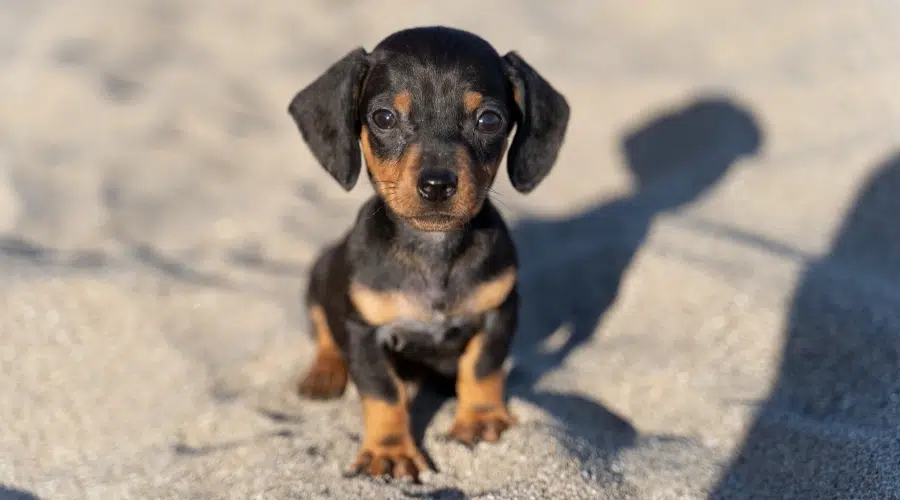 Pequeño cachorro negro y óxido en la playa