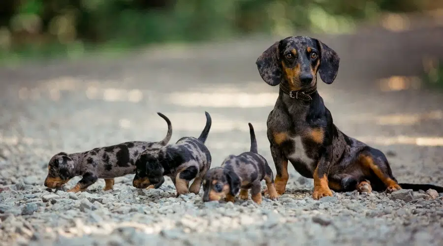 Mamá Perro Con Tres Cachorros