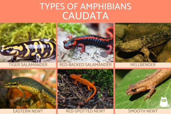 Tipos de Anfibios - Tipos de anfibios: Caudata