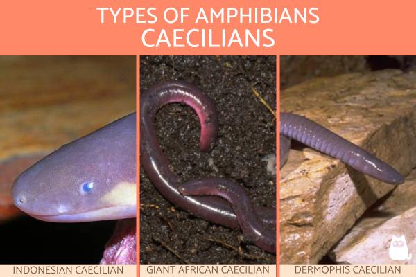Tipos de Anfibios - Tipos de anfibios: Cecilias