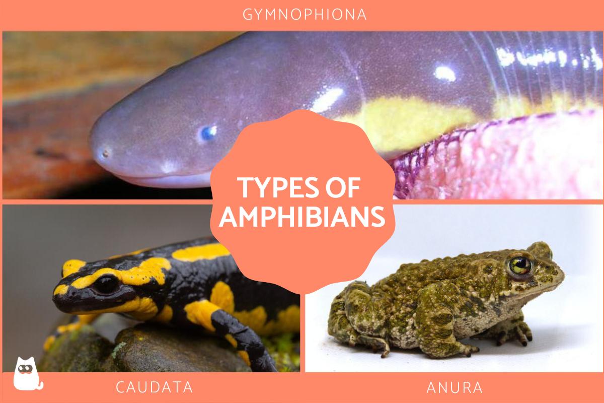 Tipos De Anfibios