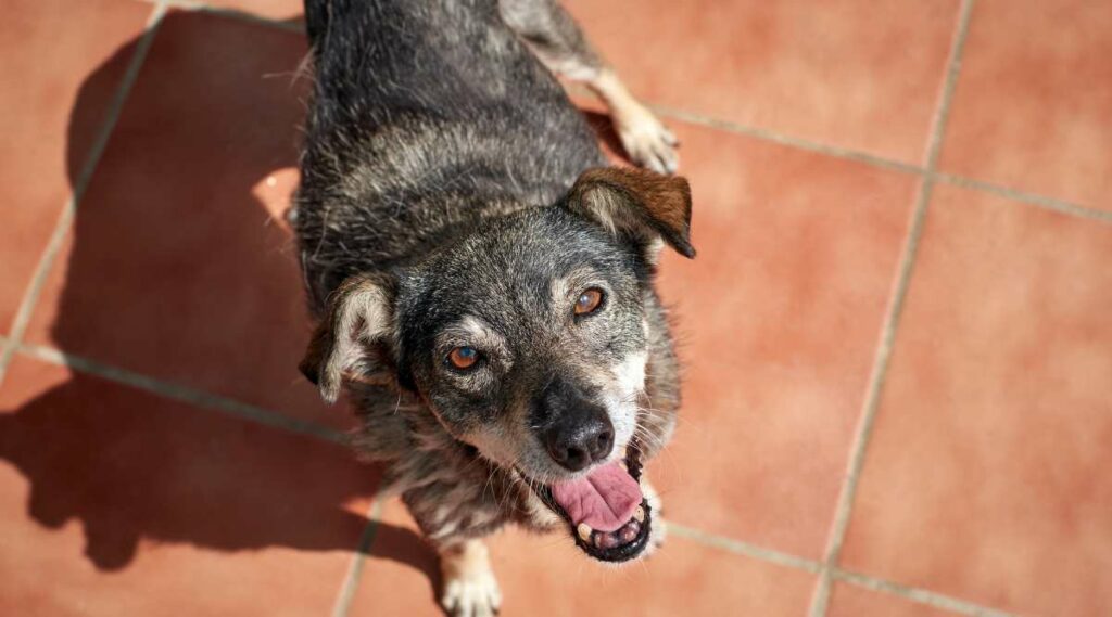 Rescate de Blue Heeler German Shepherd Mix mirando a la cámara con una gran sonrisa.