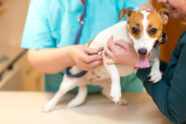 Mi perro respira con dificultad mientras descansa - Problemas del tracto respiratorio inferior