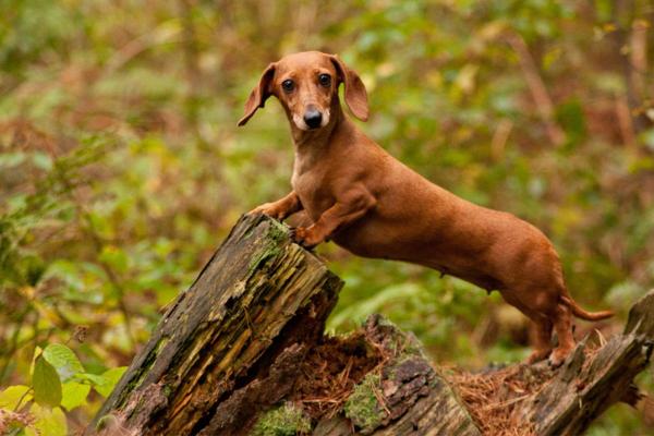 ¿Cómo se llama el perro furtivo de Toy Story? - ¿Cómo es el perro furtivo de Tory Story?