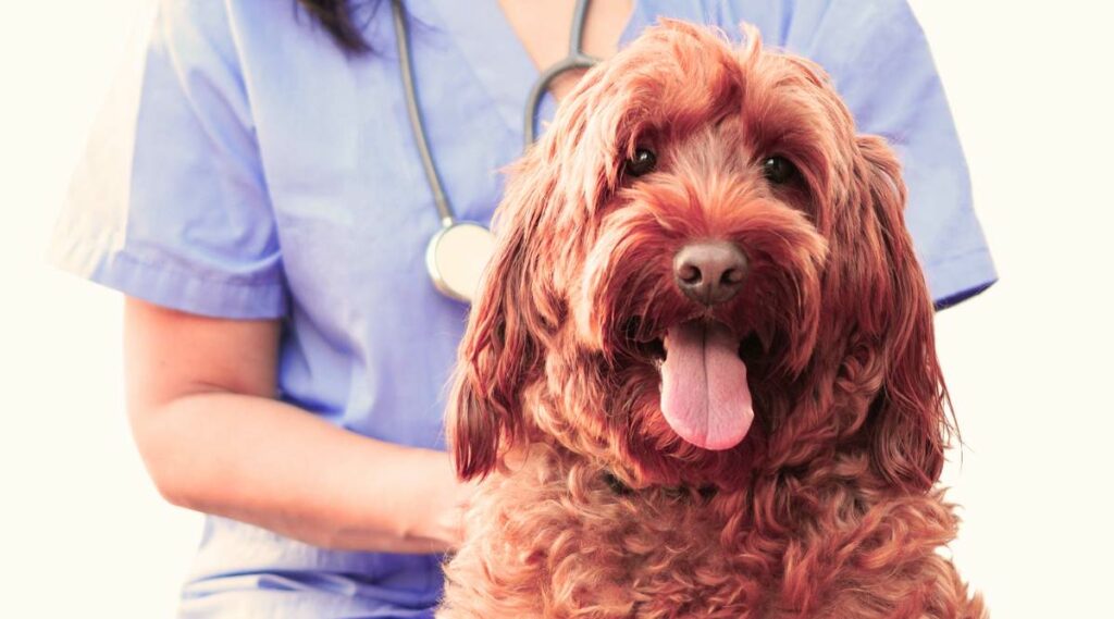 Un Goldendoodle rojo en el veterinario.