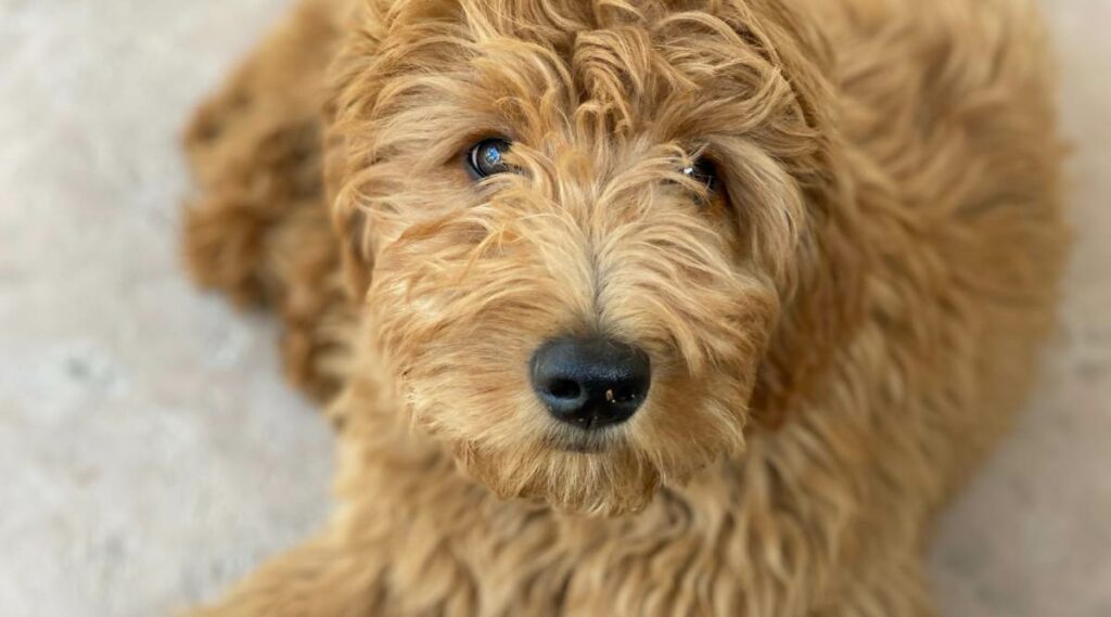 Tan Goldendoodle mirando a la cámara.