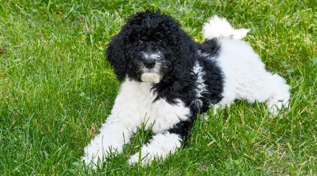 Goldendoodle blanco y negro sentado en la hierba.