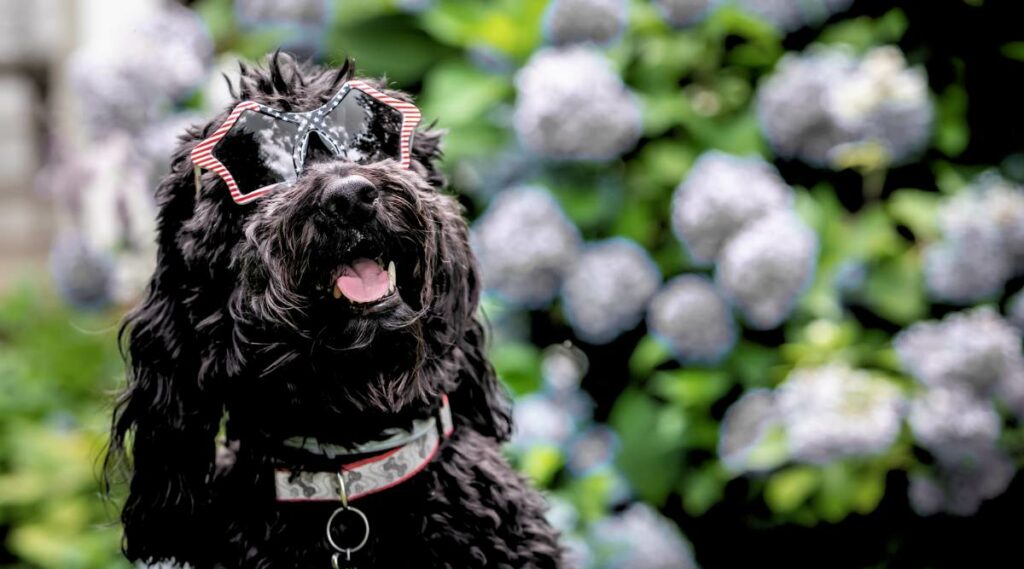 Goldendoodle negro con gafas afuera en un jardín.