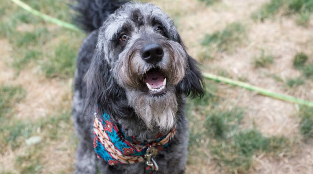 Goldendoodle azul mirando hacia arriba.