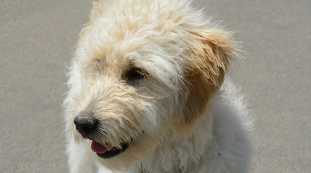 Champagne Goldendoodle mirando hacia un lado.