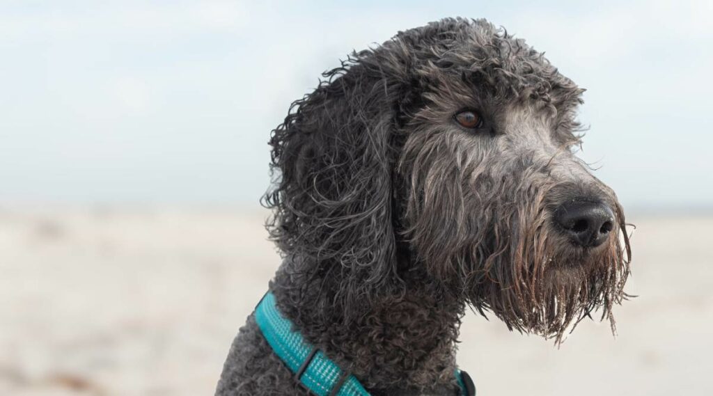 Goldendoodle gris sentado afuera.