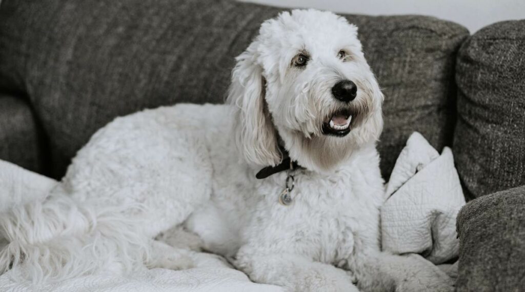 Goldendoodle blanco acostado.