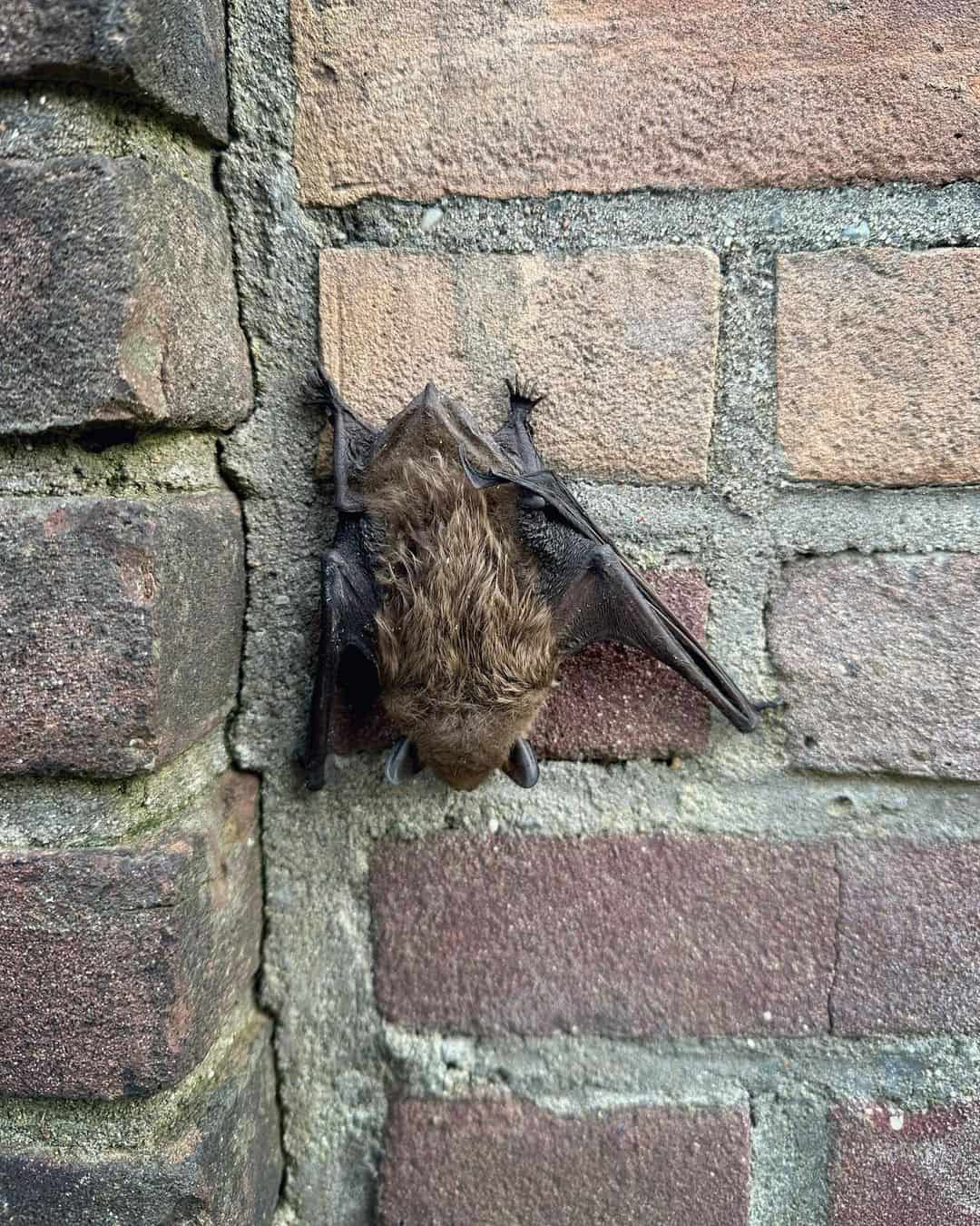 Cómo evitar que los murciélagos entren en su hogar