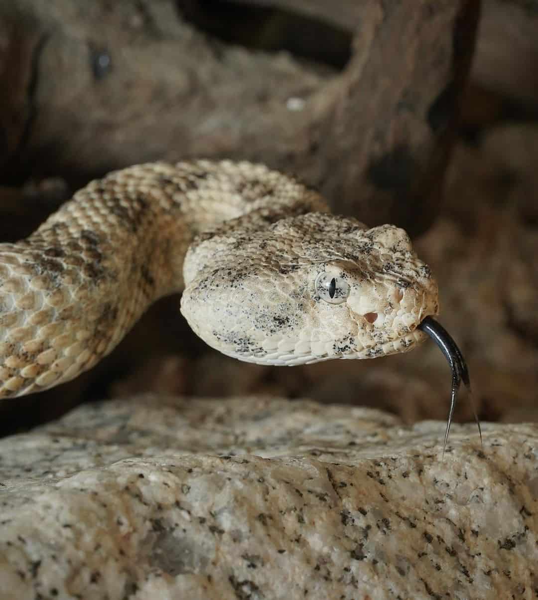 Cinco formas de identificar una serpiente venenosa
