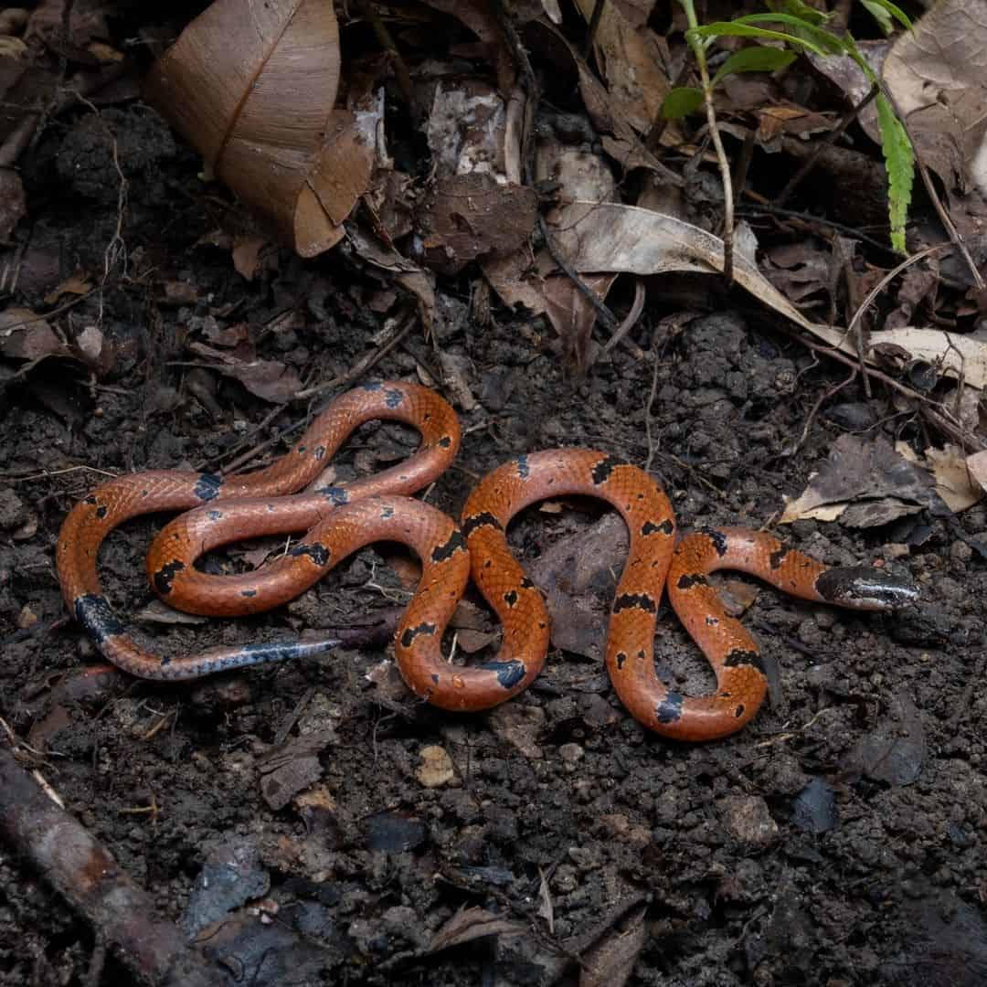 Serpientes coralinas