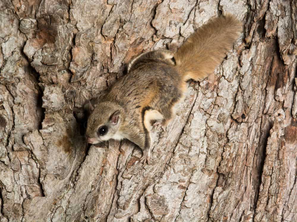 ¿Qué es una ardilla?