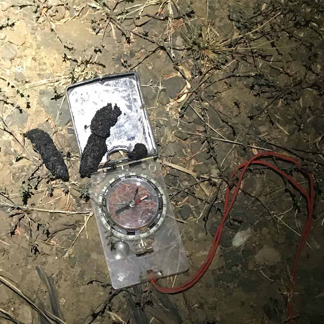 Cómo reconocer la caca de un zorrillo