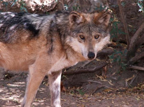 ¿Está el lobo mexicano en peligro de extinción? - Amenazas al lobo mexicano