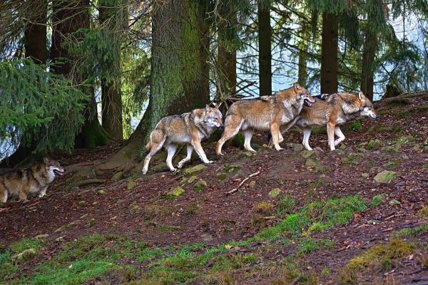 ¿Está el lobo mexicano en peligro de extinción? - Estrategias de conservación del lobo mexicano