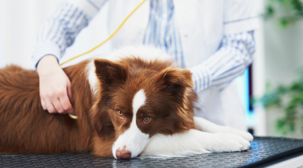 Esperanza De Vida Del Border Collie: ¿Cuánto Tiempo Viven Los Border Collies? Esperanza De Vida Del Border Collie: ¿cuánto Tiempo Viven Los