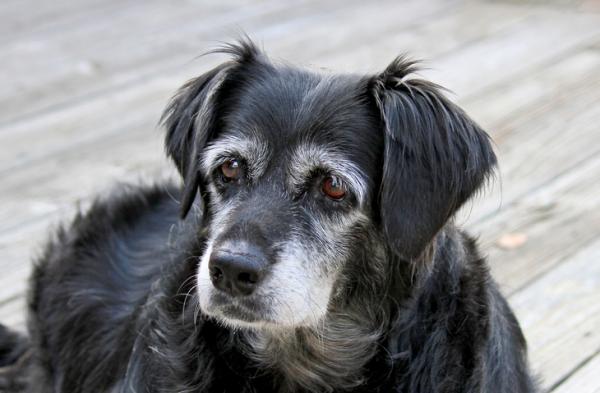 ¿Cuál es la esperanza de vida de los perros con demencia? - ¿Puede recuperarse un perro con demencia senil?