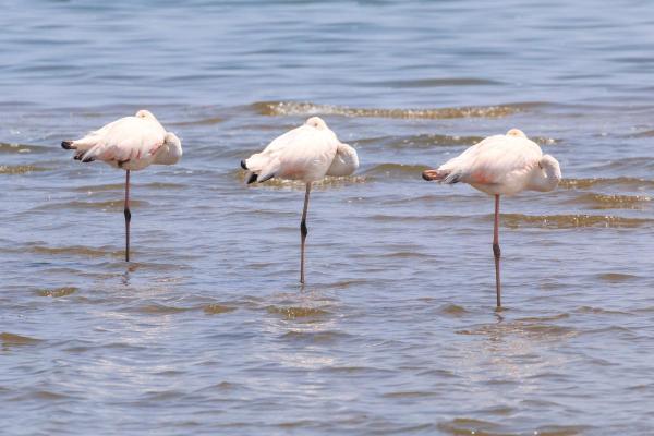 ¿Por qué los flamencos se paran sobre un pie?  - Estabilidad
