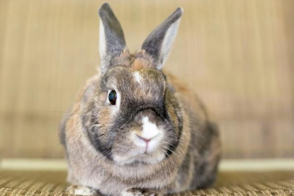 ¿Por qué los conejos mueven la nariz? - 3. Alerta
