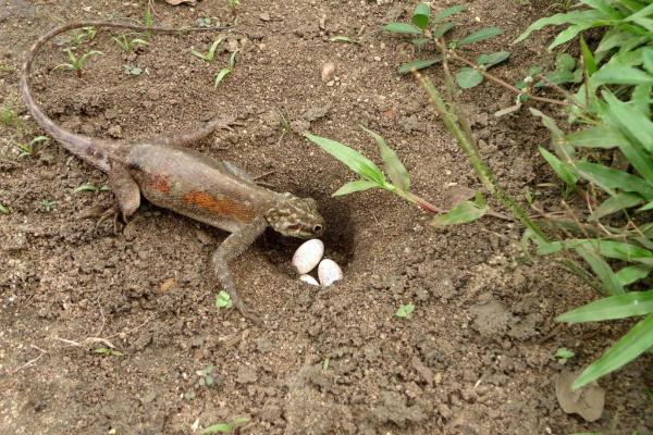 ¿Cómo se reproducen los lagartos? - ¿Cómo son los huevos de lagarto?