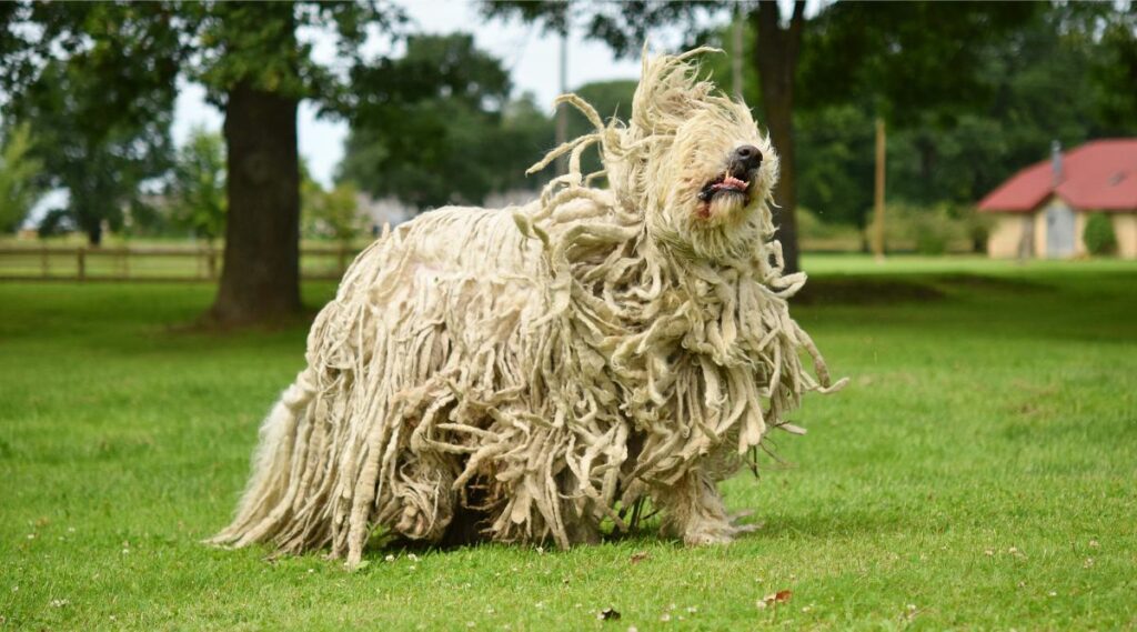 Rescate de Komondor afuera en la hierba de pie