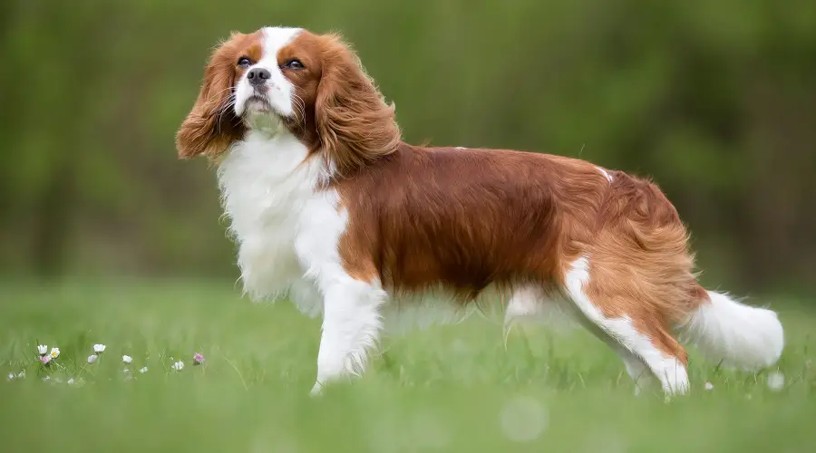 Cavalier King Charles Spaniel