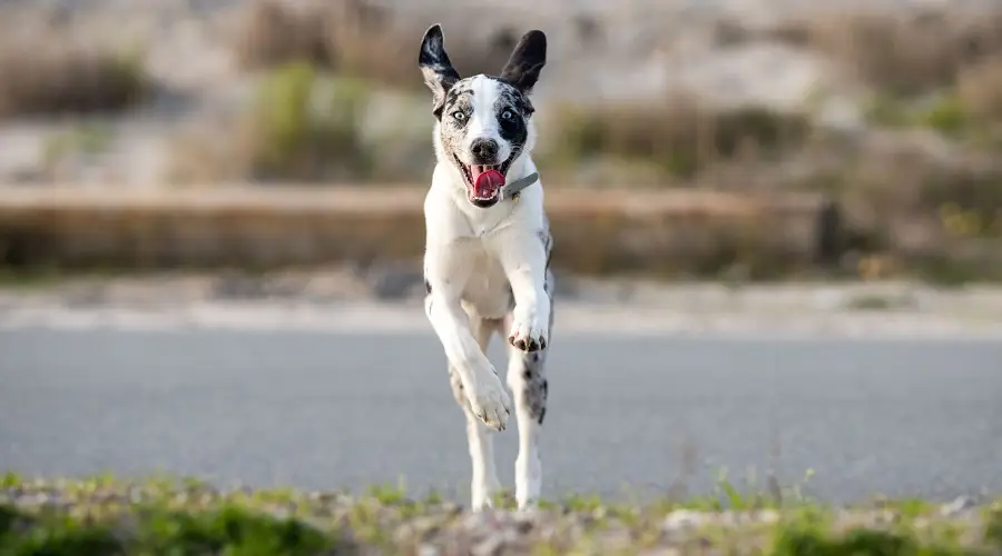 20 Cachorros Mestizos Increíblemente Manchados