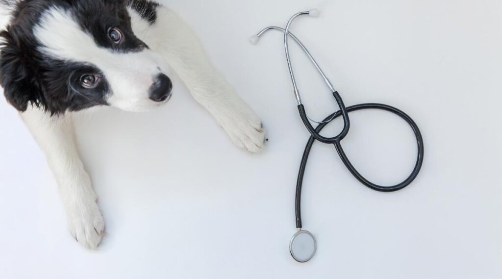 Un cachorro de Border Collie junto a un estetoscopio sobre un fondo blanco.