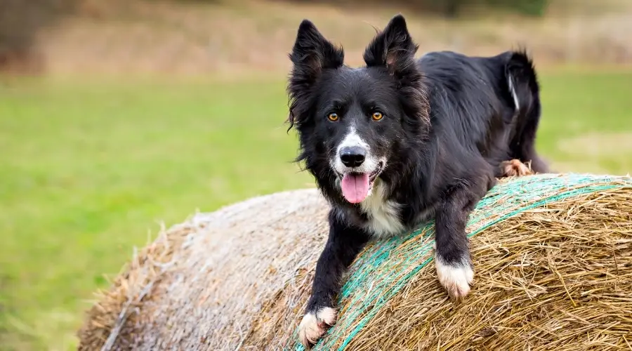 Border collie en heno