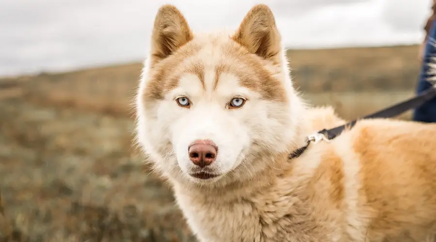 Malamute de Alaska Husky Raza mixta