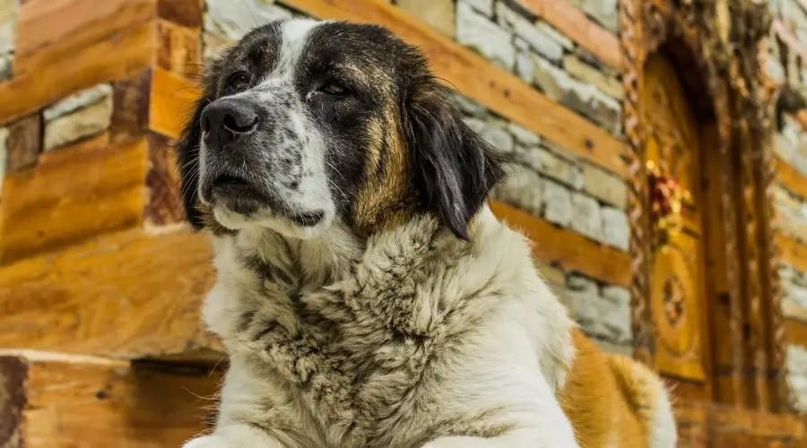 Perro Santa Kita