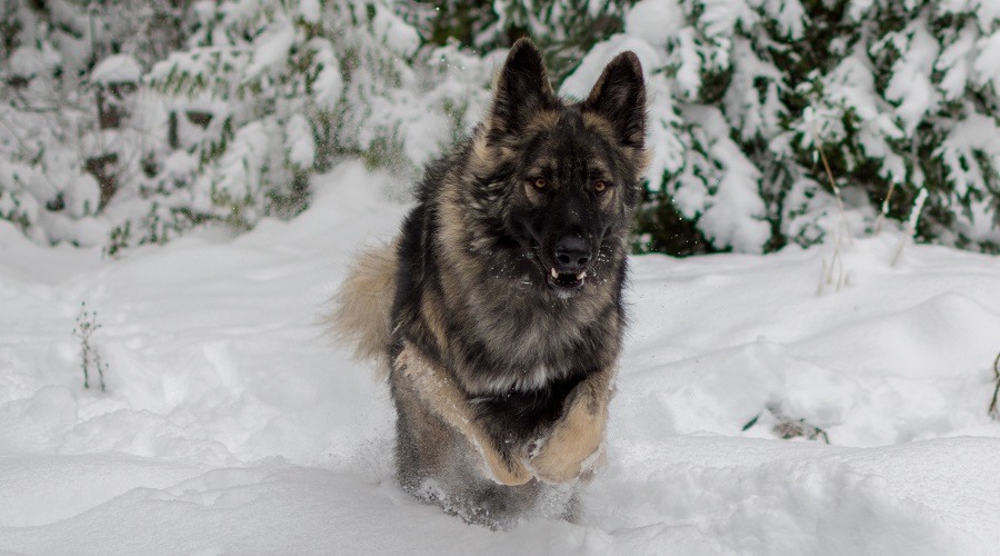 Rey Pastor en la nieve