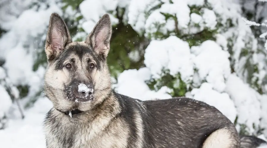 20 Perros Que Parecen Un Pastor Alemán