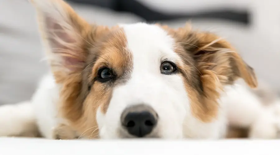 inu australiano